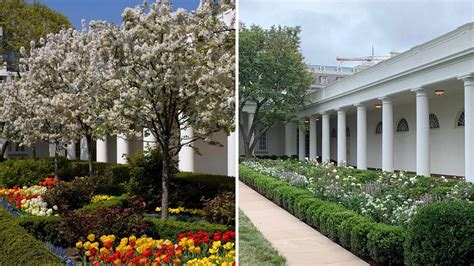 Melania Trump Rose Garden Design Melania trump and the rose garden ...