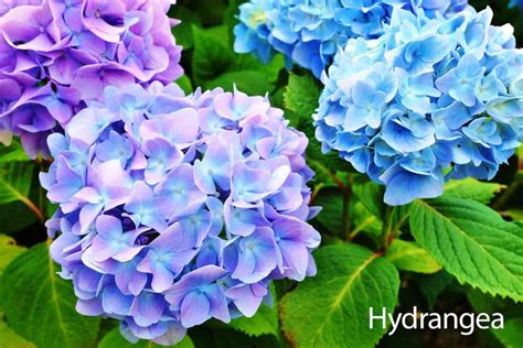 Hydrangea Care Guide How To Grow The Hydrangea Plant