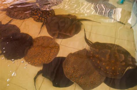 Freshwater Aquarium Stingray • (Types, Tank Size & Breeding)