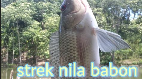 Mancing Ikan Nila Liar Diwaduk Yang Sangat Indah Parrot Fishing