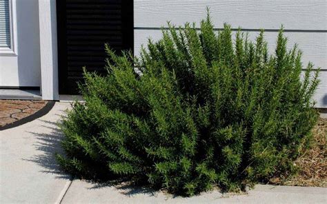 Growing a thriving rosemary tree 🌿 🎄 Learn the best tips and practices!