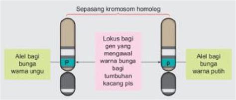 Praktis Formatif 11 3 Biologi Tingkatan 5 KSSM Bab 11 Biologi SPM