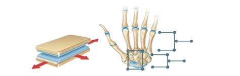 Gliding joints label Diagram | Quizlet