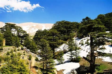 The Cedars of God, Lebanon’s Majestic Link to Empires and Gods