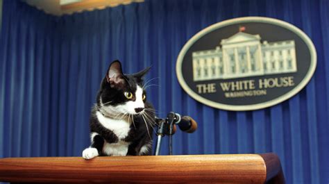 Presidents That Had Cats In The White House