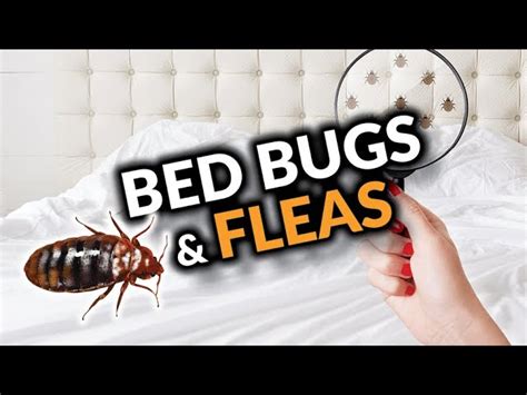 Fleas In Bed