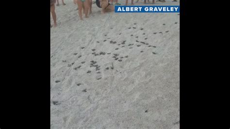 Look at them go! Sea turtles released from Anna Maria Island | wtsp.com