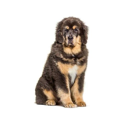 Tibetan Mastiff Breed Information & Insights | Basepaws in 2025 ...