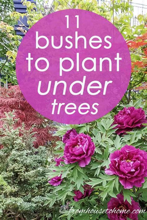 Shade Loving Shrubs: The Best Bushes To Plant Under Trees