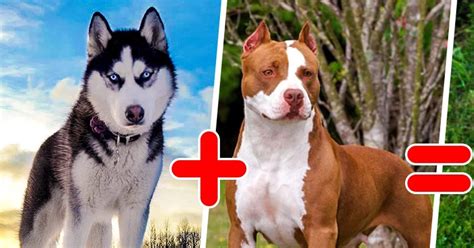 Top Des Plus Beaux Et Tonnants Croisements De Chiens