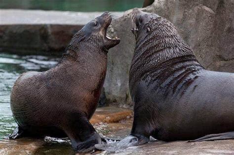 Are Sea Lions Dangerous To Humans Ripon Sea Lions Jammers