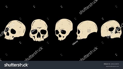 Human Skull Set Anatomically Correct Human Stock Vector Royalty Free