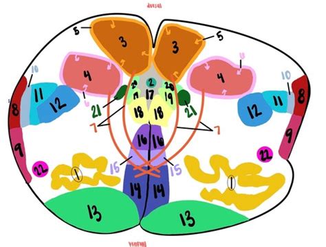 CNS Week 6 7 Quiz Flashcards Quizlet