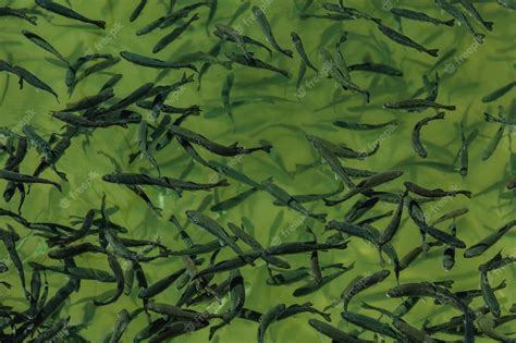 Premium Photo Closeup Of School Of Juvenile Fish In The Freshwater