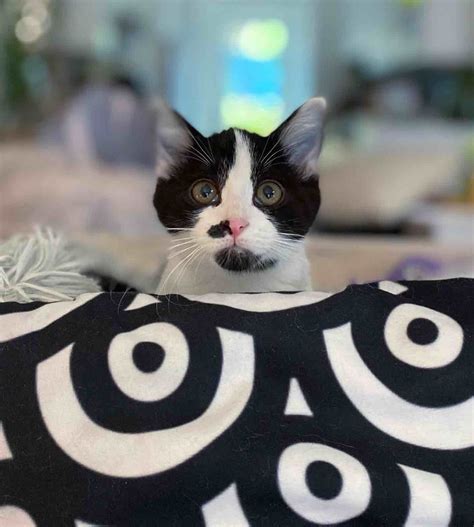 Tiny Kitten Found Alone Hugging Himself, Now Showers Other Kitties With ...