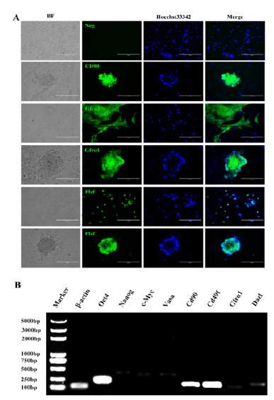 SciELO Brasil Multipotent Male Germline Stem Cells MGSCs From