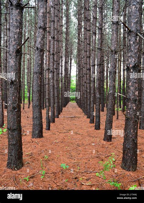 Pine Tree Plantation Hi Res Stock Photography And Images Alamy