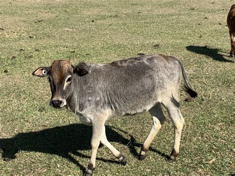 Zebu For Sale - Stormy Hill Farms