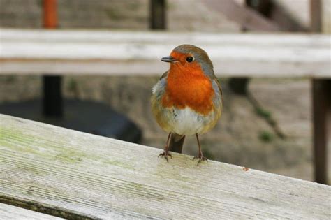 20 Of The Most Common British Garden Birds - Glenlivet Wildlife