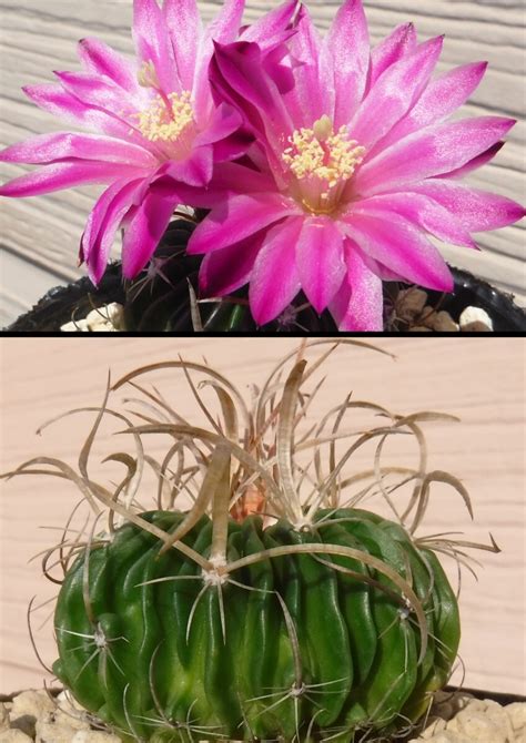 種子を出品 ステノカクタス 未同定種 L 1377 Stenocactus sp Echinofossulocactus sp 10粒 稜