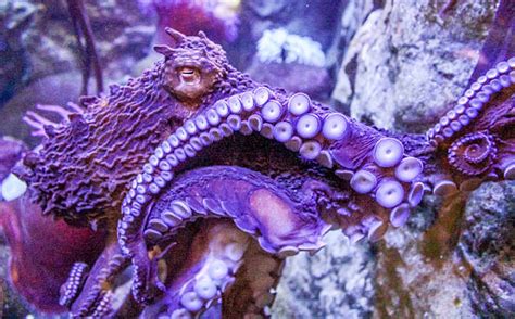 Octopus Camouflage Stock Photos, Pictures & Royalty-Free Images - iStock