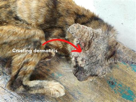 Demodectic Mange in Cats: Vet’s Advice for Cat Owners - Natural Pets HQ