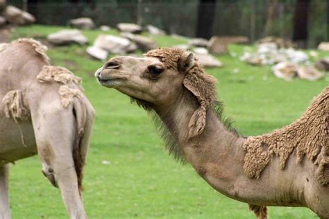 Western Plains Zoo Dubbo Welcome To Dubbo