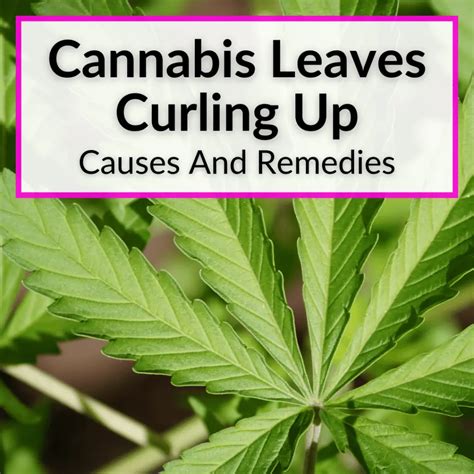 Cannabis Leaves Curling Up Causes And Remedies