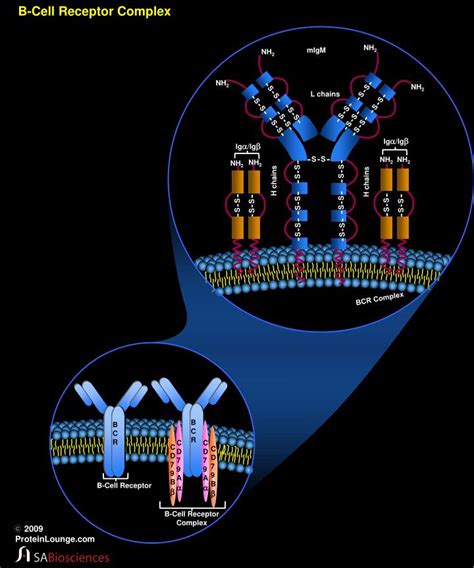 PPT - B-Cell Receptor Complex PowerPoint Presentation, free download ...