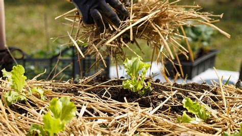 Organic Garden Straw and Straw Mulch | Blue Mountain Hay