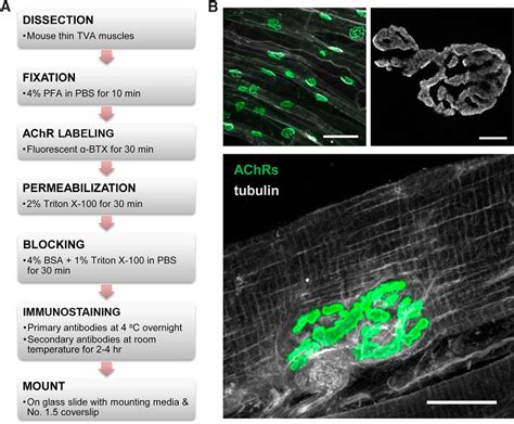 Super Resolution Microscopy Reveals A Nanoscale Organization Of