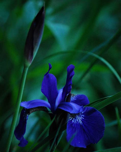 Iris flower meaning • History and origins • Interesting facts