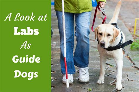 How Seeing Eye Dogs Help The Blind