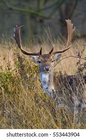 Holkham Park Images Stock Photos Vectors Shutterstock