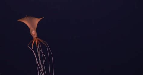 Scientists Surprised To Find Rare Deep-Sea Bigfin Squid - The ...