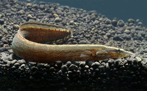 Freshwater Aquarium Eel Species