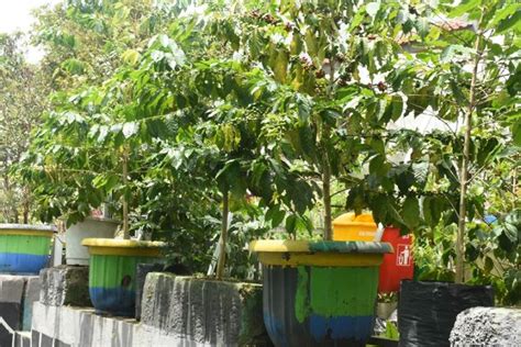 Tanaman Kopi Robusta Mampu Berbuah Lebat Di Pot Trubus