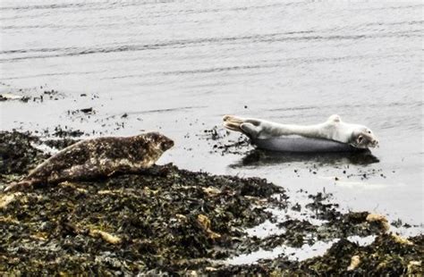 Seals on Noss - Picture of Noss National Nature Reserve, Shetland Islands - TripAdvisor