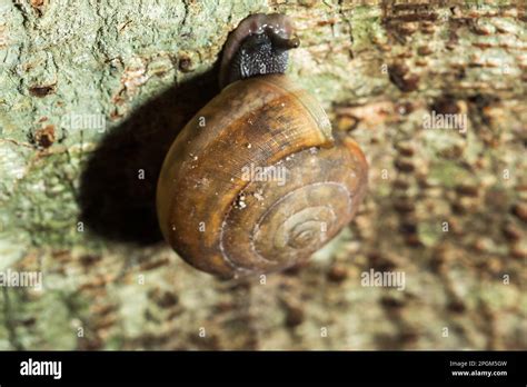 A Snail Is Climbing Up A Tree Snails Are Classified As Invertebrates