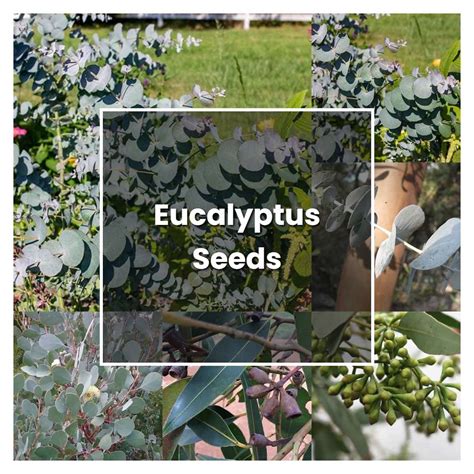 How To Grow Eucalyptus Seeds Plant Care Tips NorwichGardener