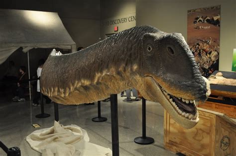 Jobaria Pictures & Facts - The Dinosaur Database