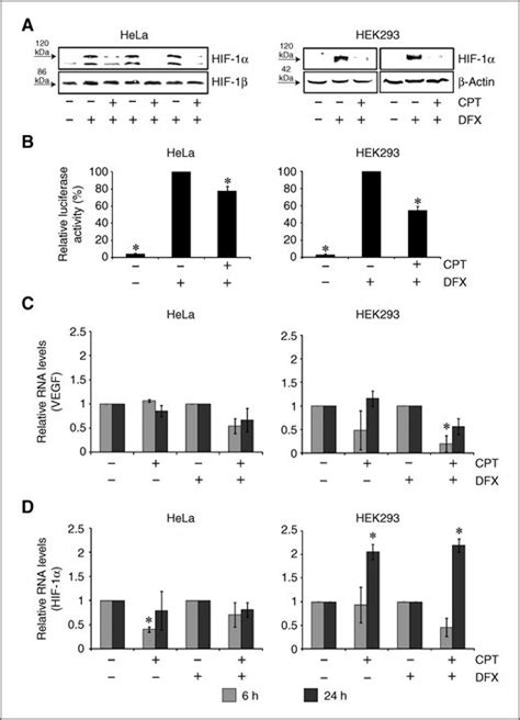 The Natural Inhibitor Of Dna Topoisomerase I Camptothecin Modulates