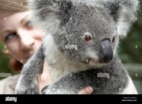 Koala Bear Hug Human