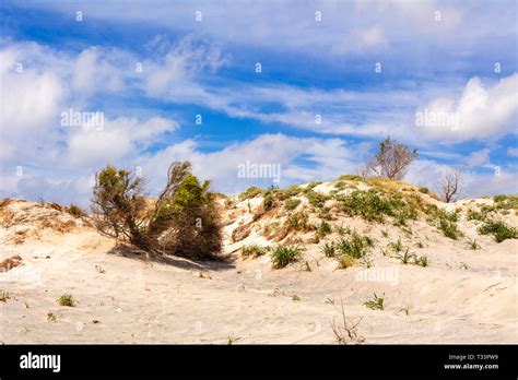 Plants Growing On Sand Dunes Of Elafonisi Beach In Crete Greece Stock