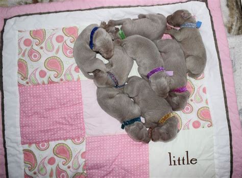 Weimaraner Puppies For Sale