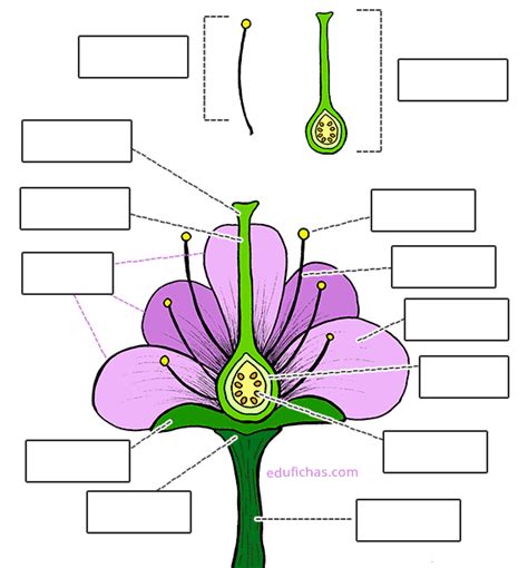 Juegos De Ciencias Juego De Partes Que Integran Una Flor Cerebriti