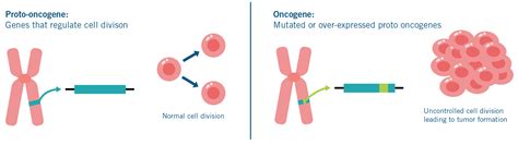 What Are Oncogenes Biocare Basics