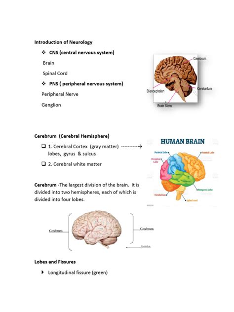 Neuroanatomy | PDF