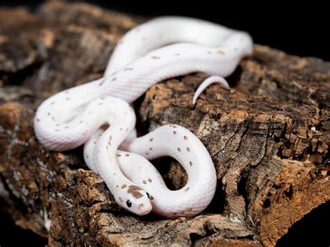 Caramel Palmetto Cornsnake Ians Vivarium