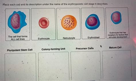 Solved Place Each Cell And Its Description Under The Name Of